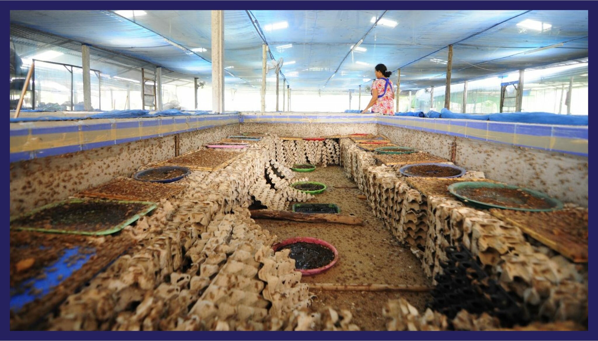 Food waste valorisation and circular economy concepts in insect